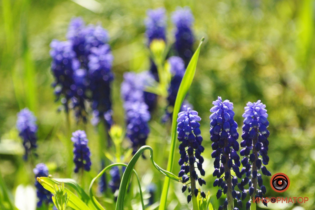 В Днепре ботанический сад цветет яркими красками 19