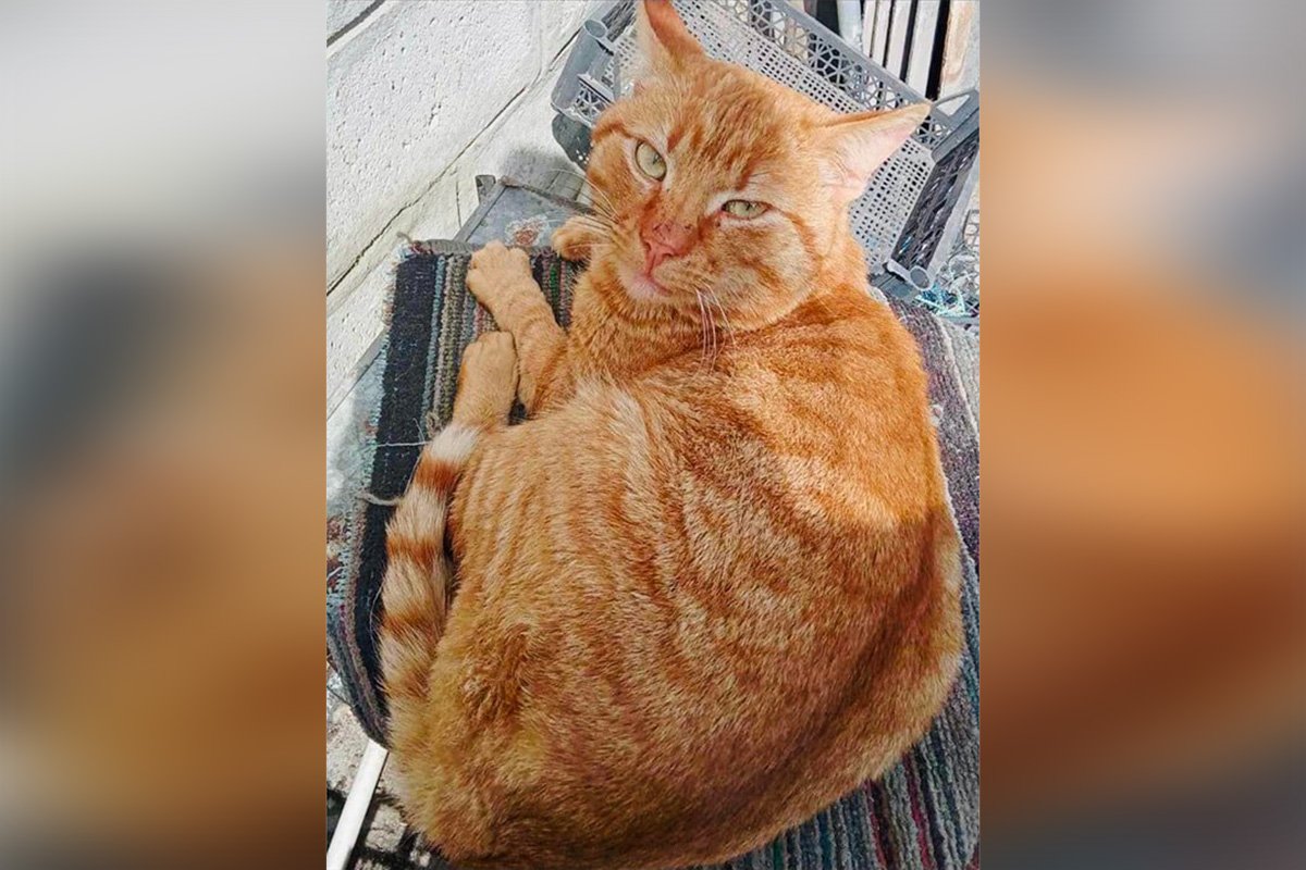 В Днепре пропало много животных: помогите найти 1