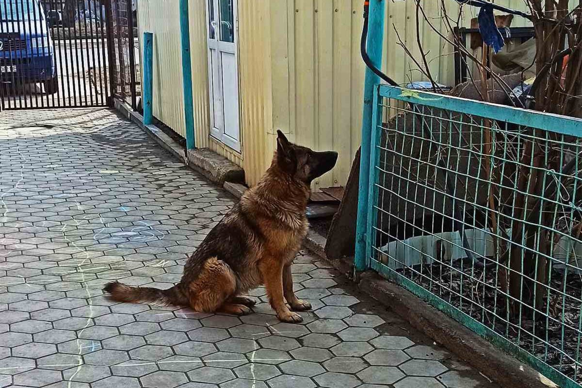 В Днепре пропало много животных: помогите найти 2