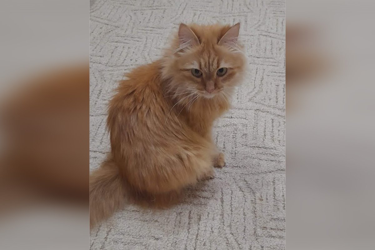 В Днепре пропало много животных: помогите найти 3