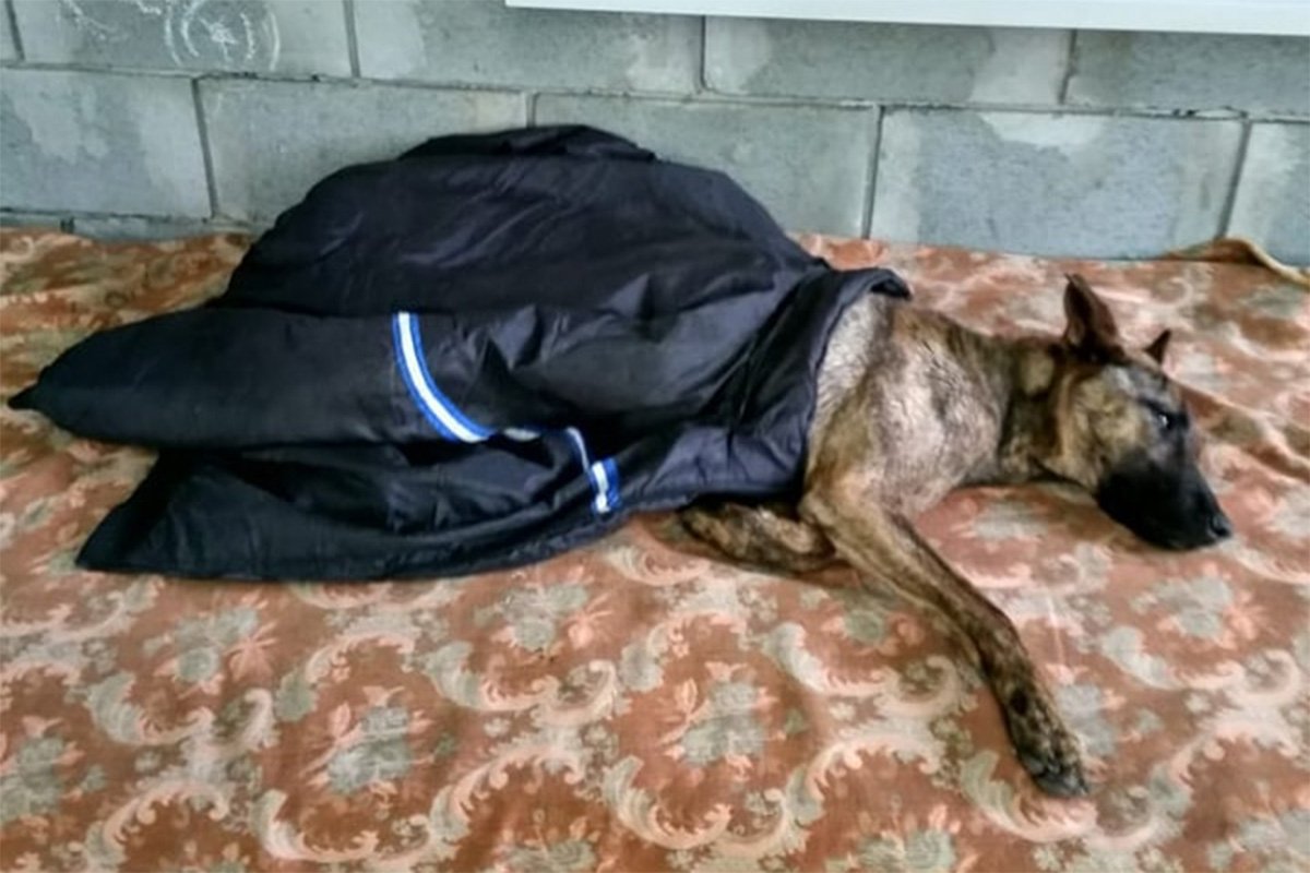 В Днепре пропало много животных: помогите найти 4