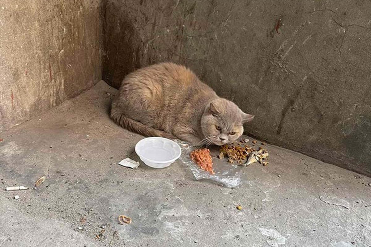 В Днепре пропало много животных: помогите найти 5