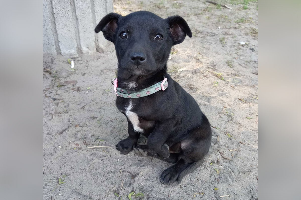 В Днепре пропало много животных: помогите найти 6