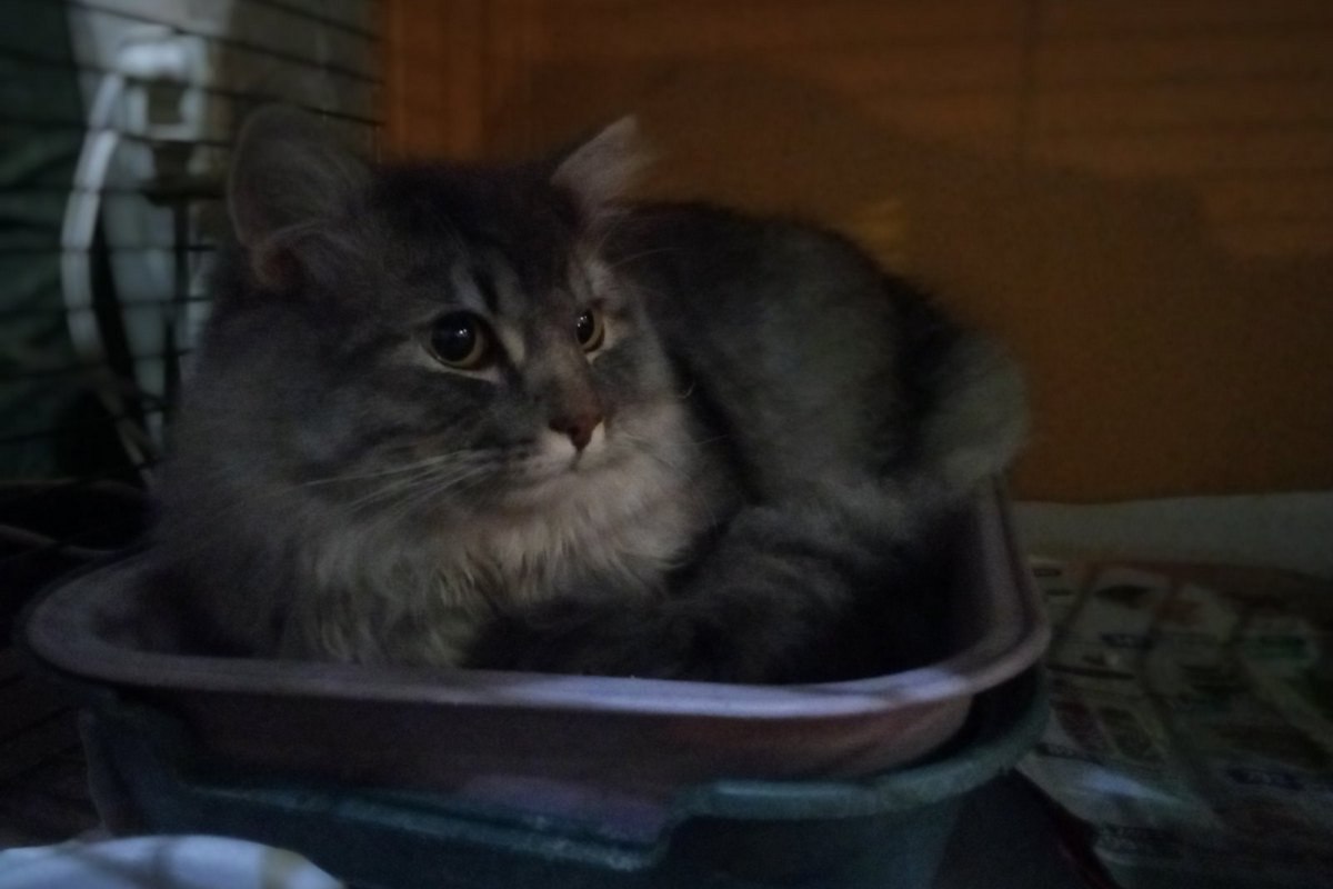 В Днепре пропало много животных: помогите найти 7