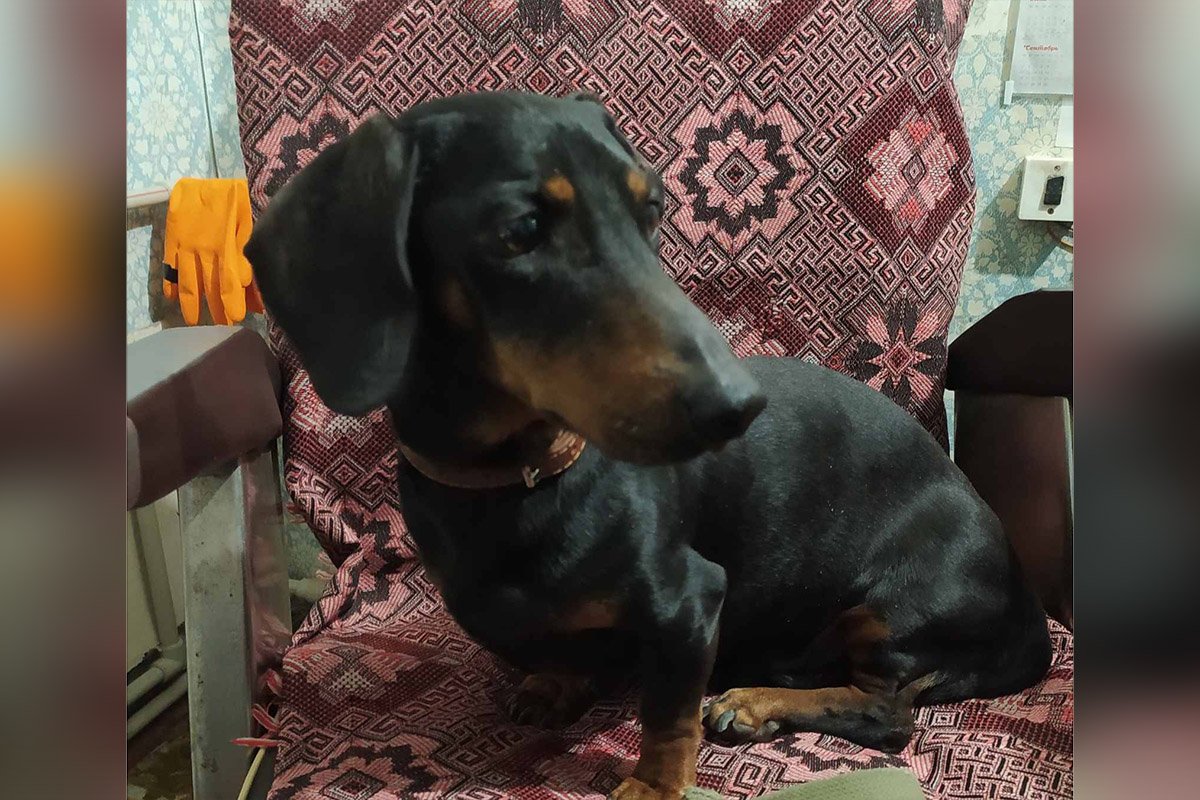 В Днепре пропало много животных: помогите найти 8