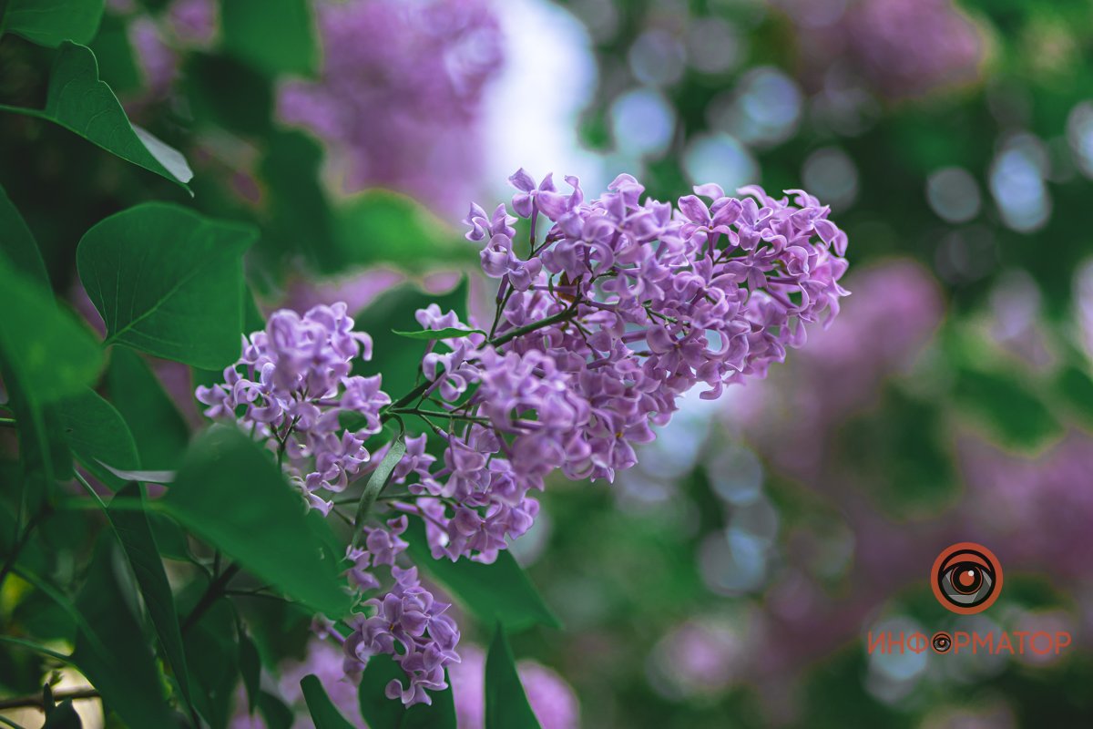 Все буде Україна Все буде Україна