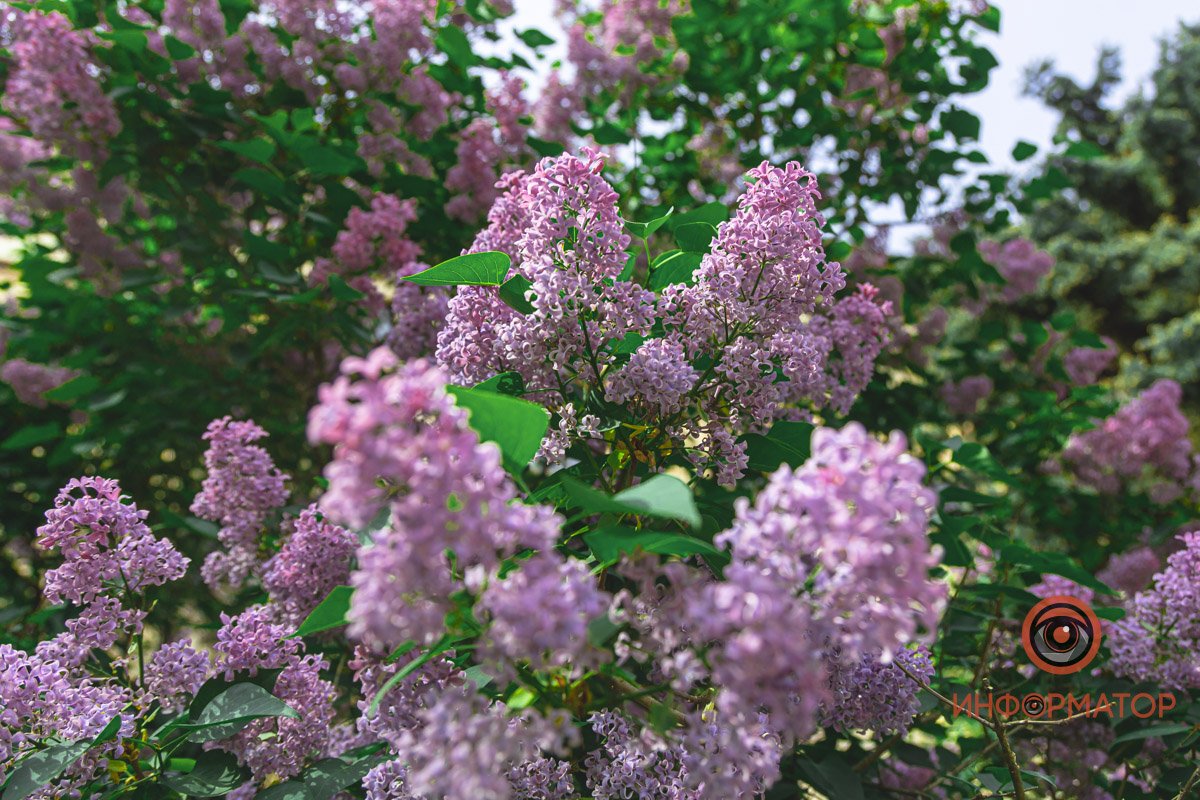 Радует глаз Радует глаз