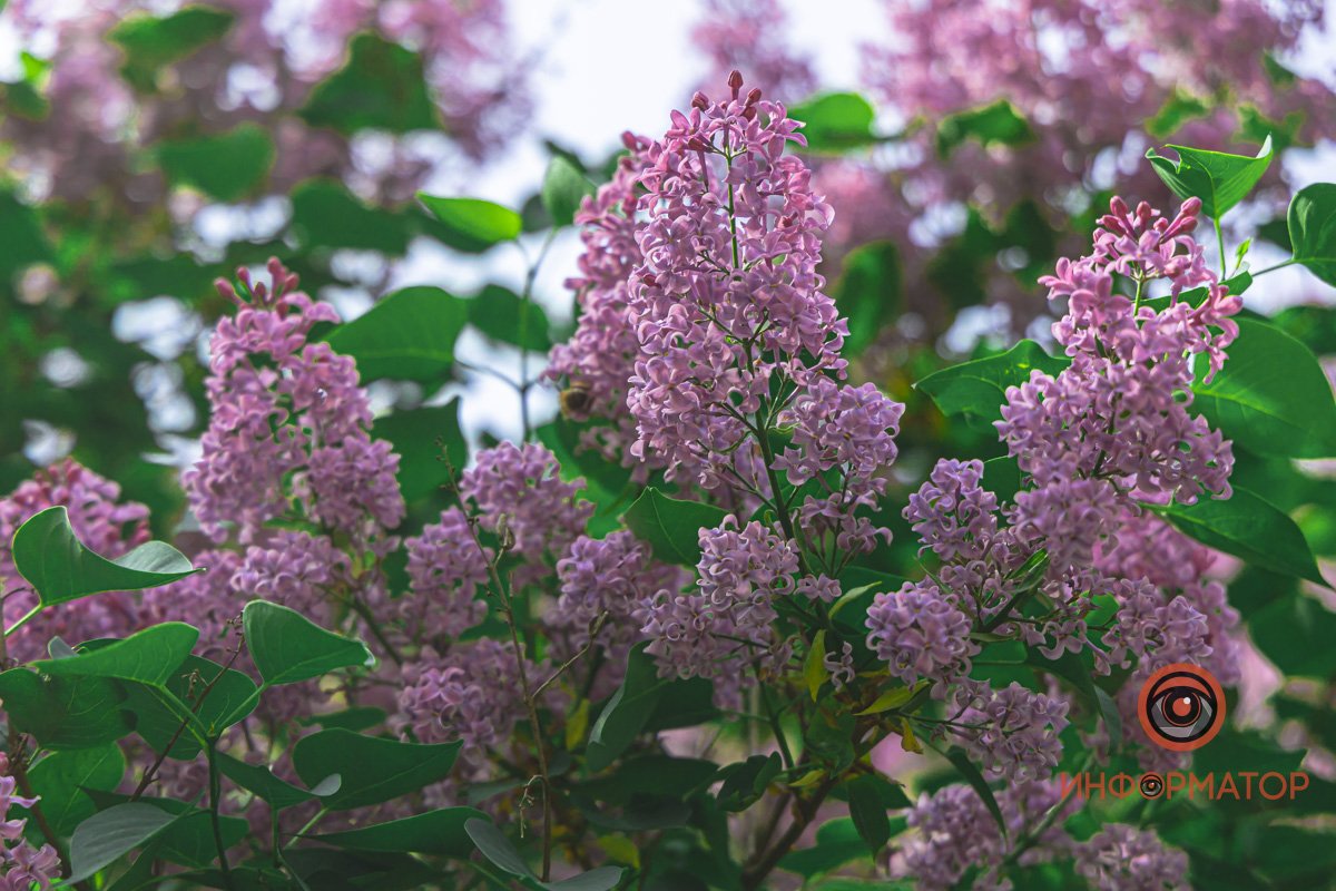 Жизнь состоит из мелочей Жизнь состоит из мелочей
