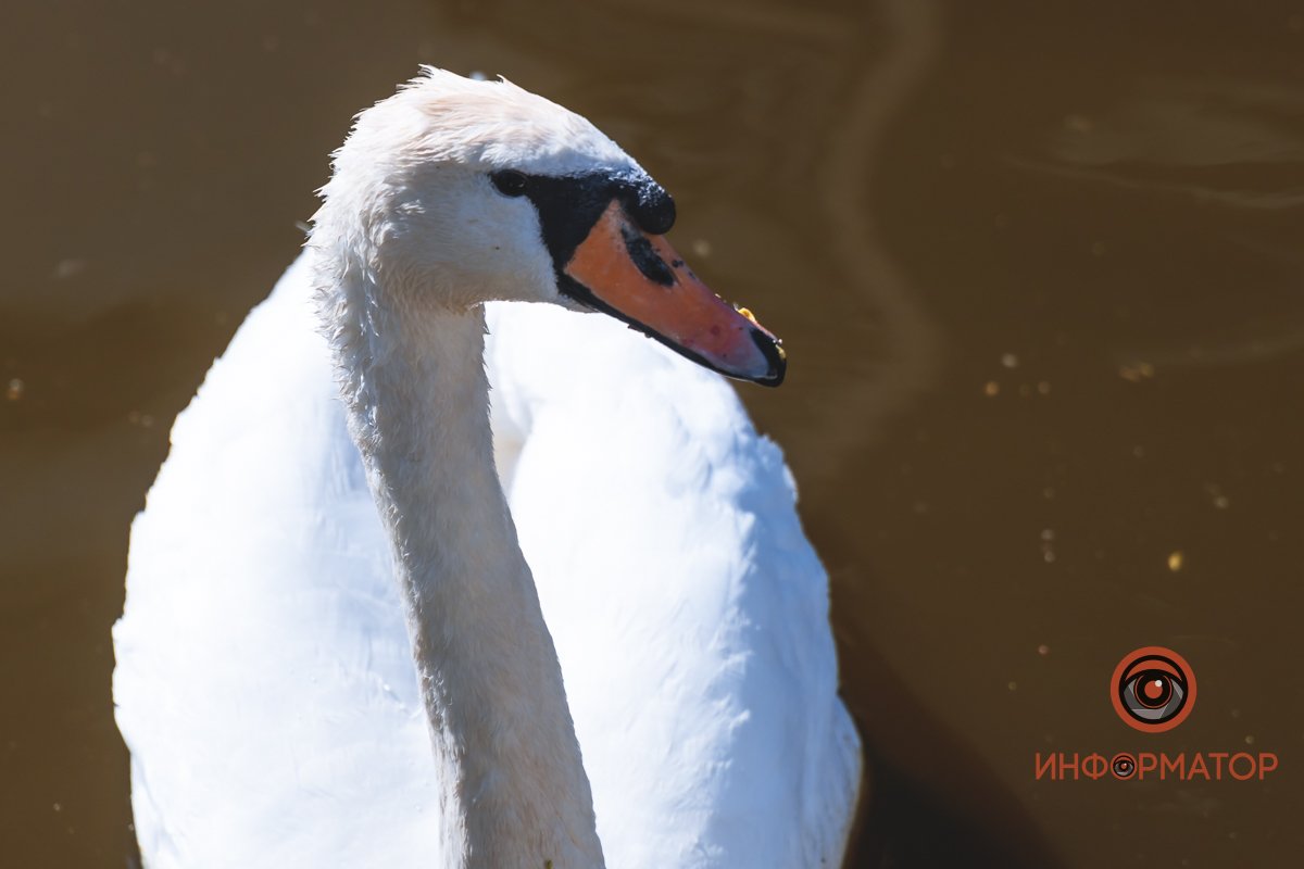 В воде и на земле: как проходит солнечный день в месте, где обитают животные 1