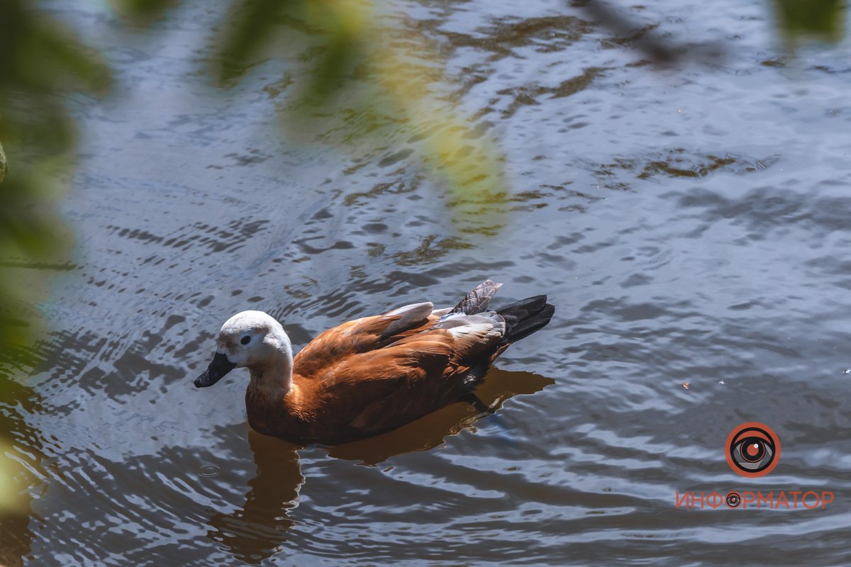 В воде и на земле: как проходит солнечный день в месте, где обитают животные 2