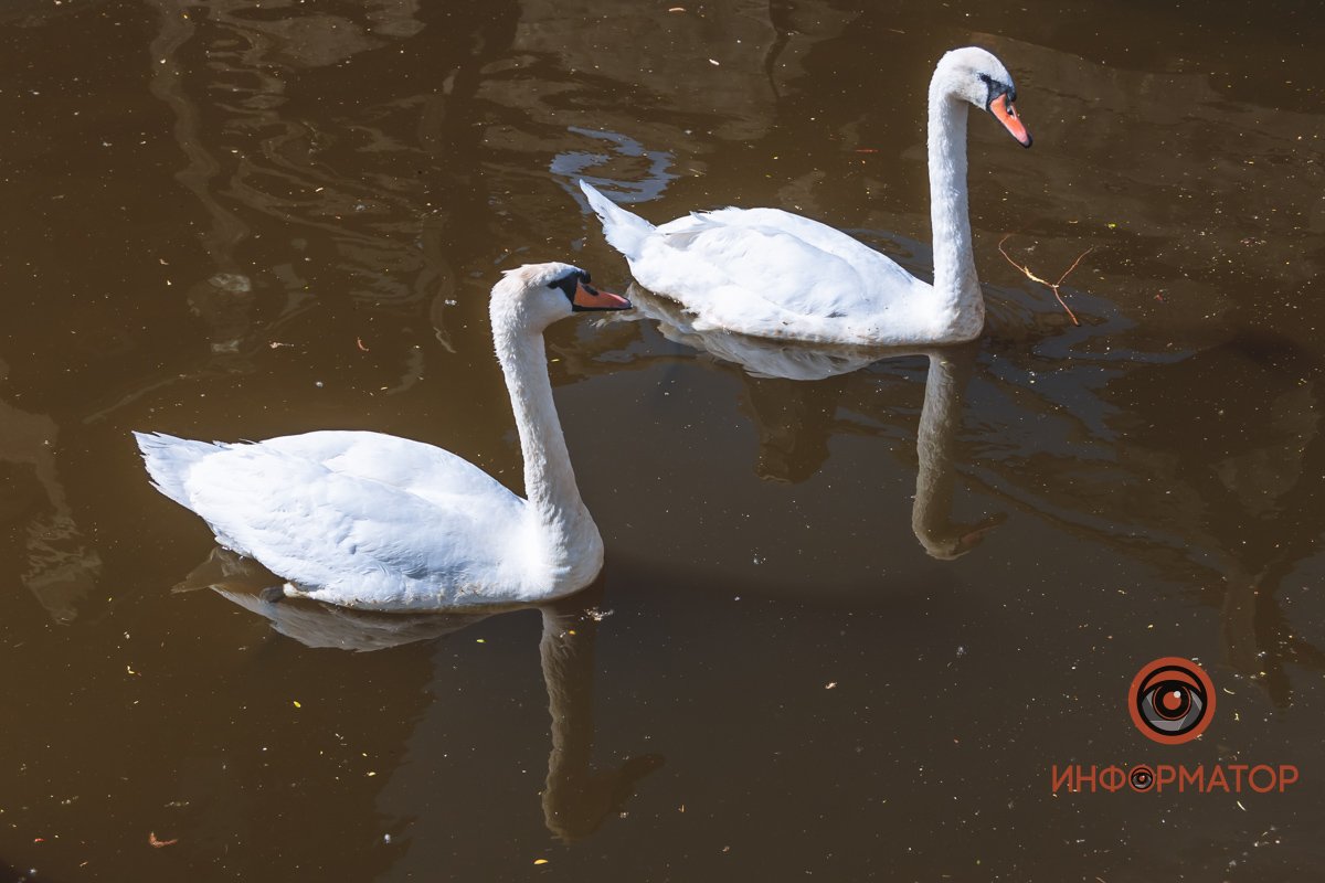 В воде и на земле: как проходит солнечный день в месте, где обитают животные 3