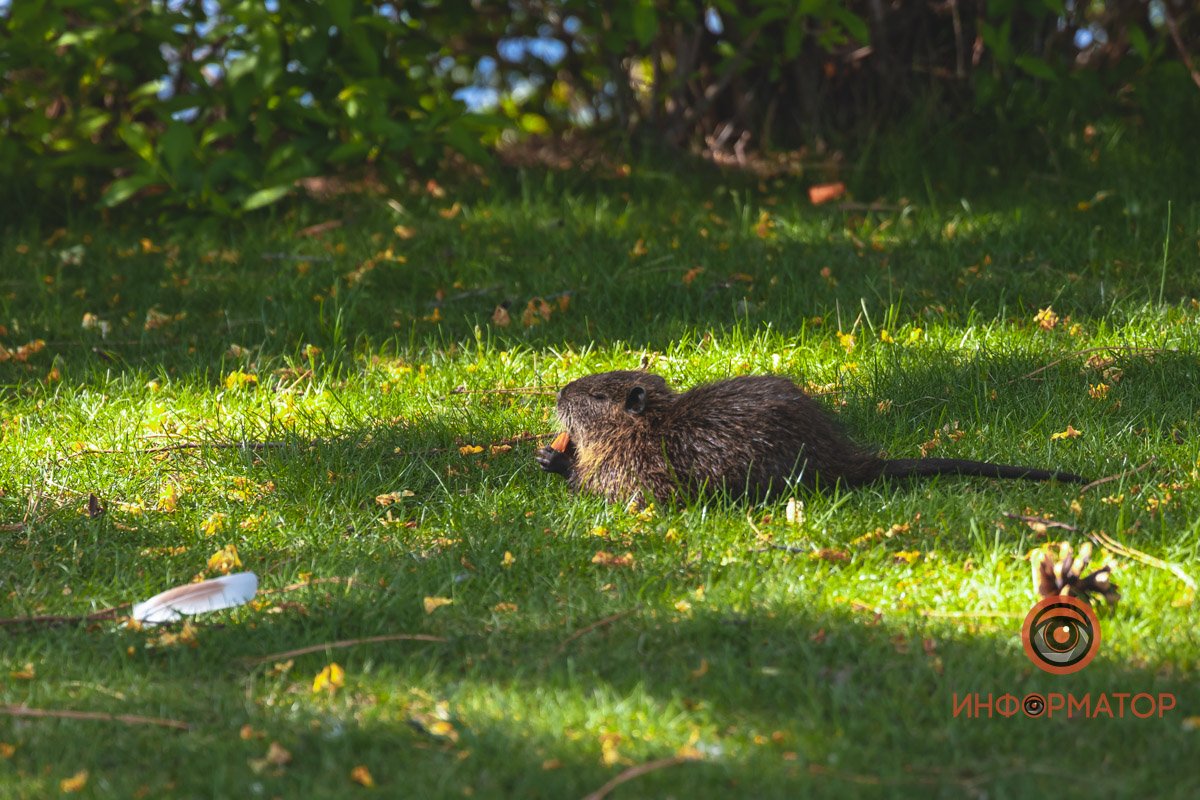 В воде и на земле: как проходит солнечный день в месте, где обитают животные 16