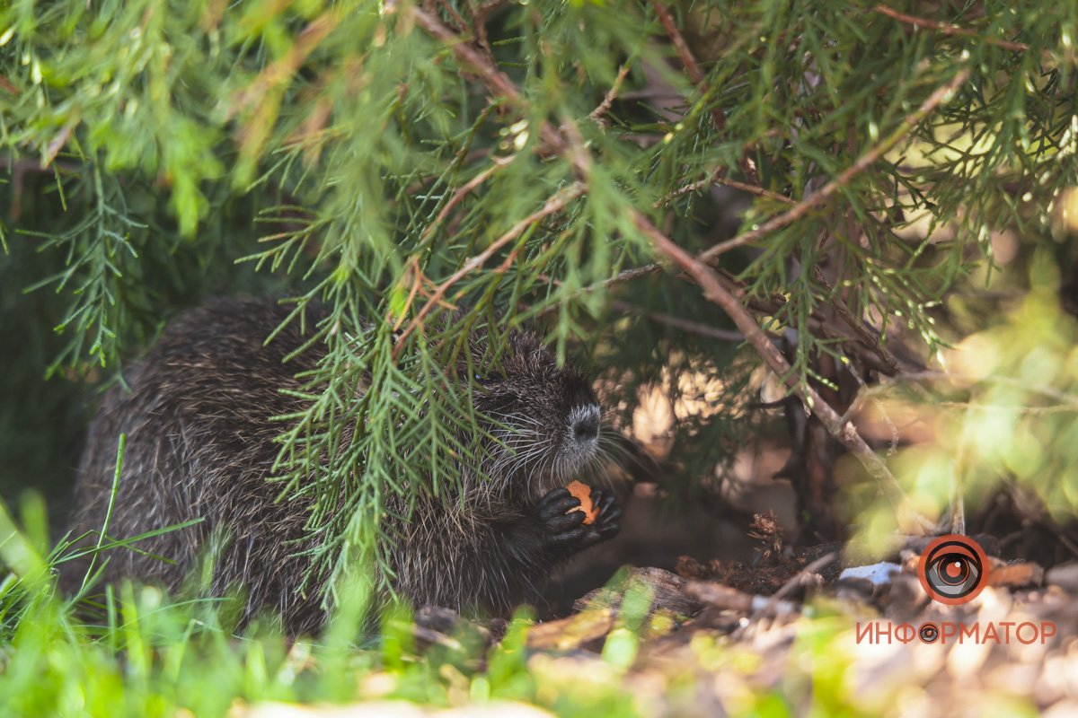 В воде и на земле: как проходит солнечный день в месте, где обитают животные 17