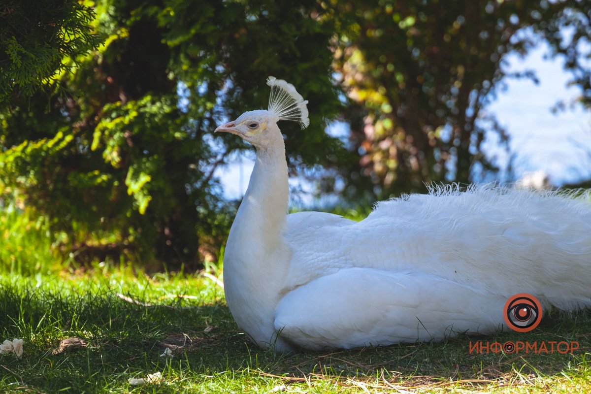 В воде и на земле: как проходит солнечный день в месте, где обитают животные 18