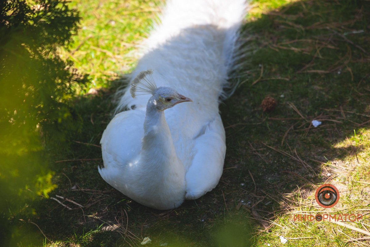 В воде и на земле: как проходит солнечный день в месте, где обитают животные 19