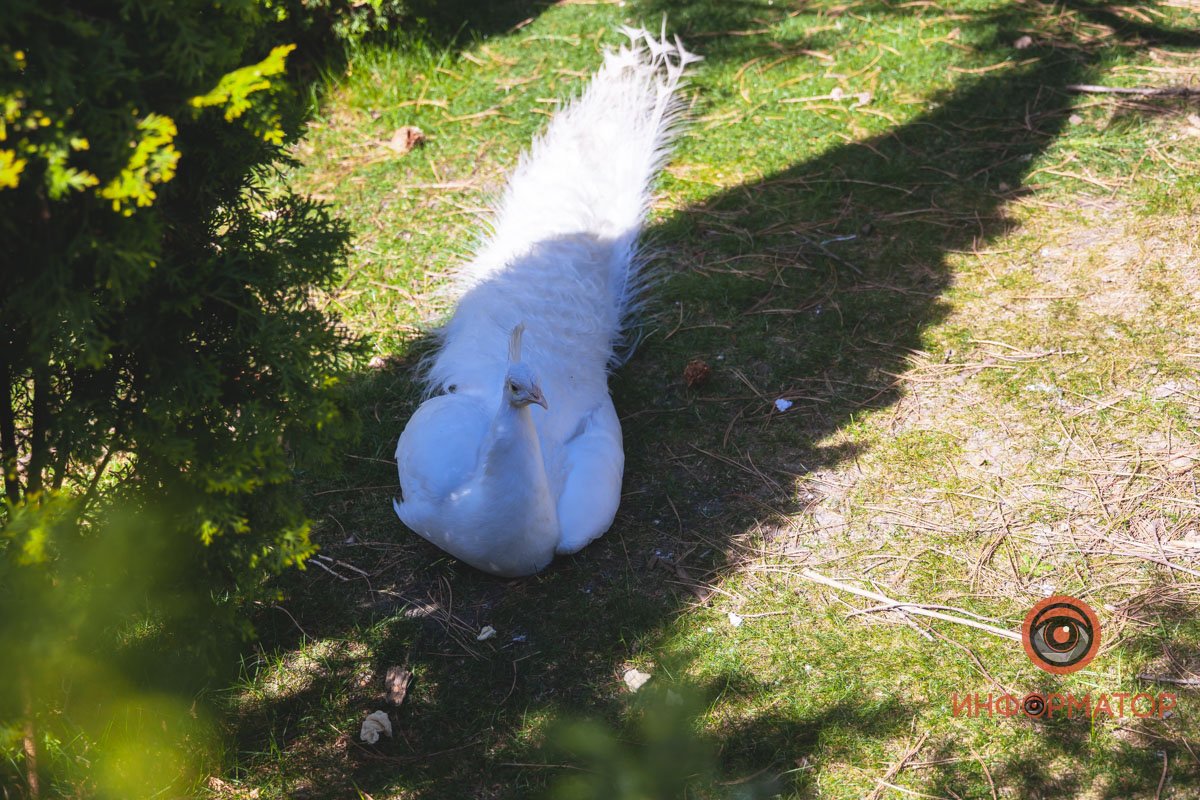 В воде и на земле: как проходит солнечный день в месте, где обитают животные 20
