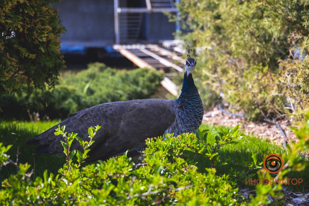 В воде и на земле: как проходит солнечный день в месте, где обитают животные 21