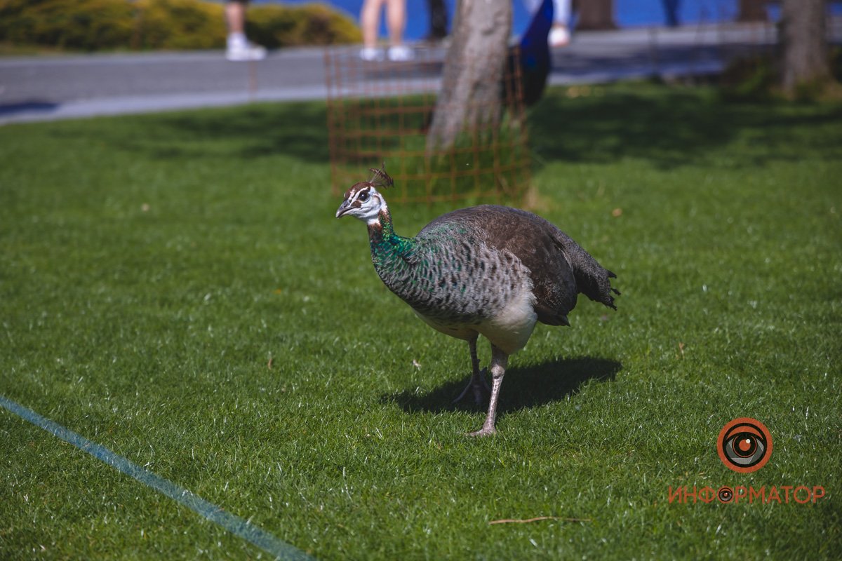 В воде и на земле: как проходит солнечный день в месте, где обитают животные 22