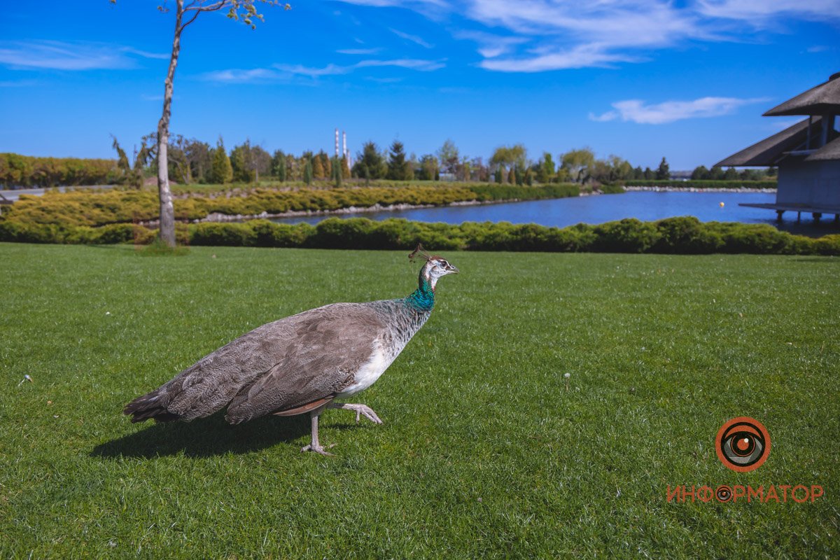 В воде и на земле: как проходит солнечный день в месте, где обитают животные 23