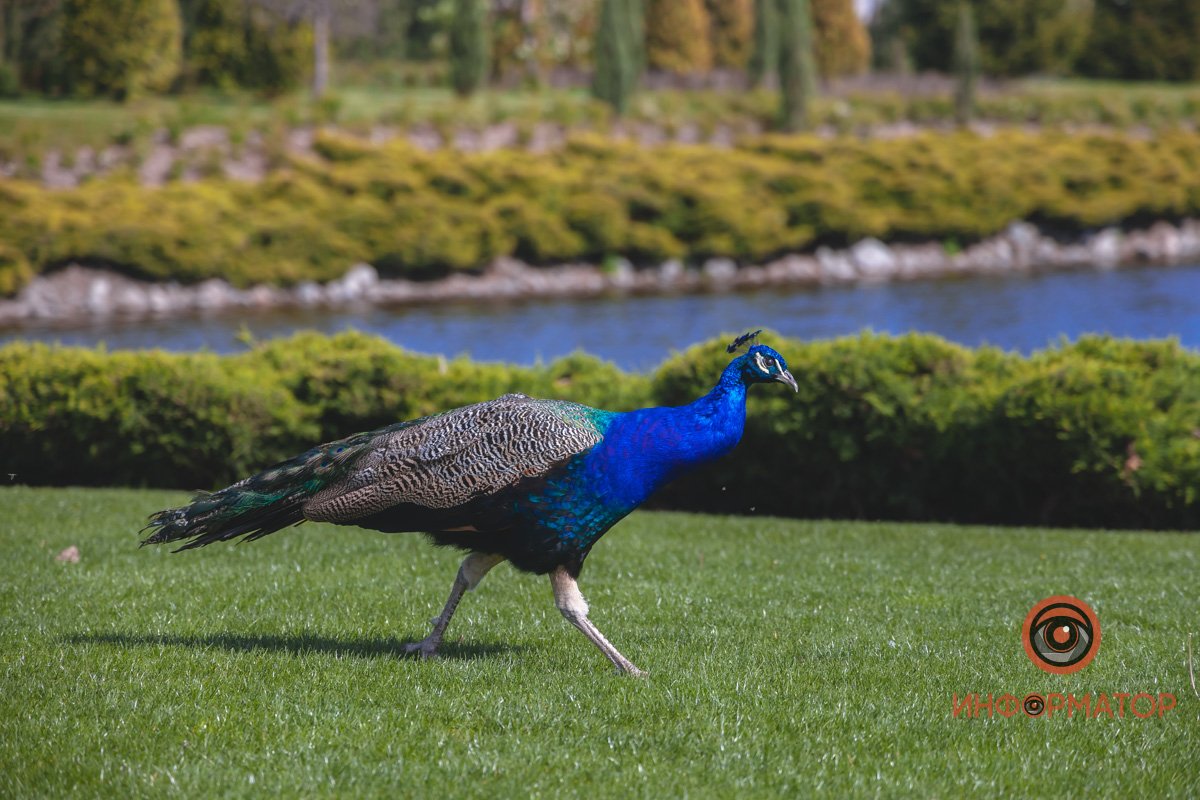 В воде и на земле: как проходит солнечный день в месте, где обитают животные 24