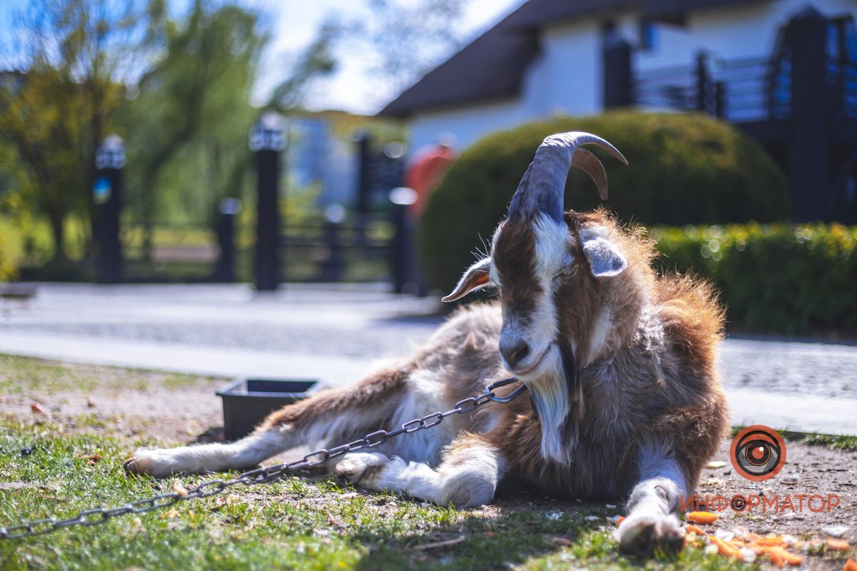 В воде и на земле: как проходит солнечный день в месте, где обитают животные 37