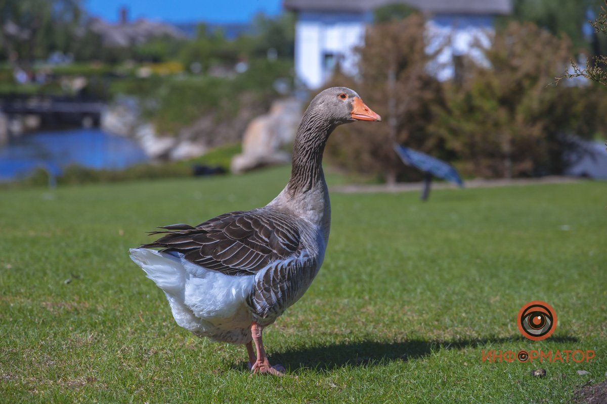 В воде и на земле: как проходит солнечный день в месте, где обитают животные 40