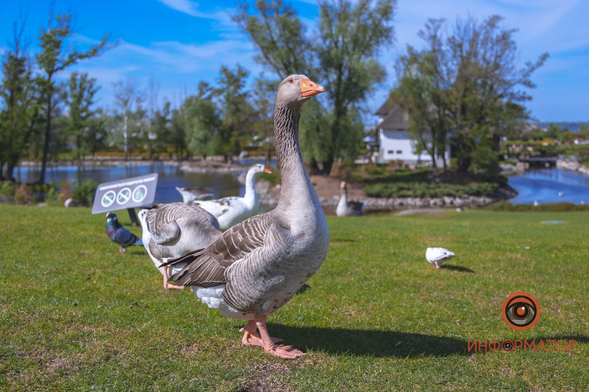 В воде и на земле: как проходит солнечный день в месте, где обитают животные 41