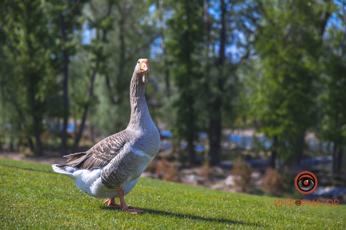 В воде и на земле: как проходит солнечный день в месте, где обитают животные 42