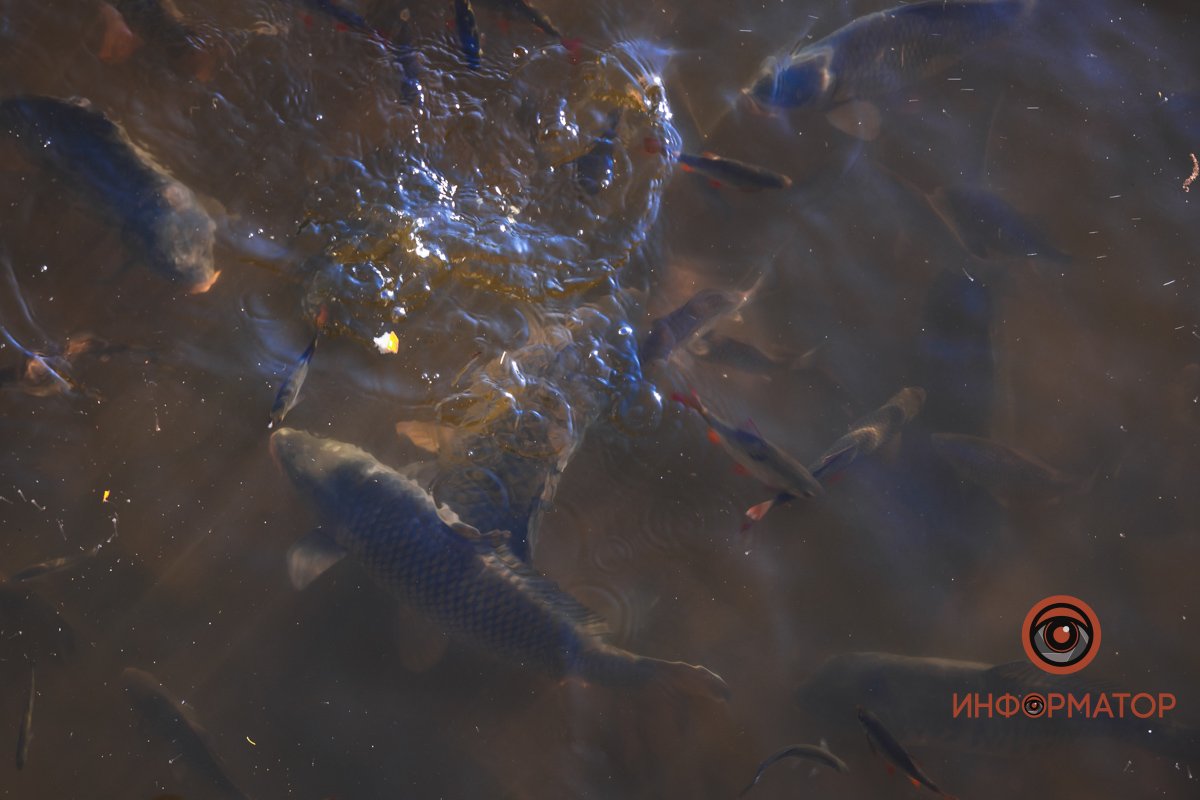 В воде и на земле: как проходит солнечный день в месте, где обитают животные 44