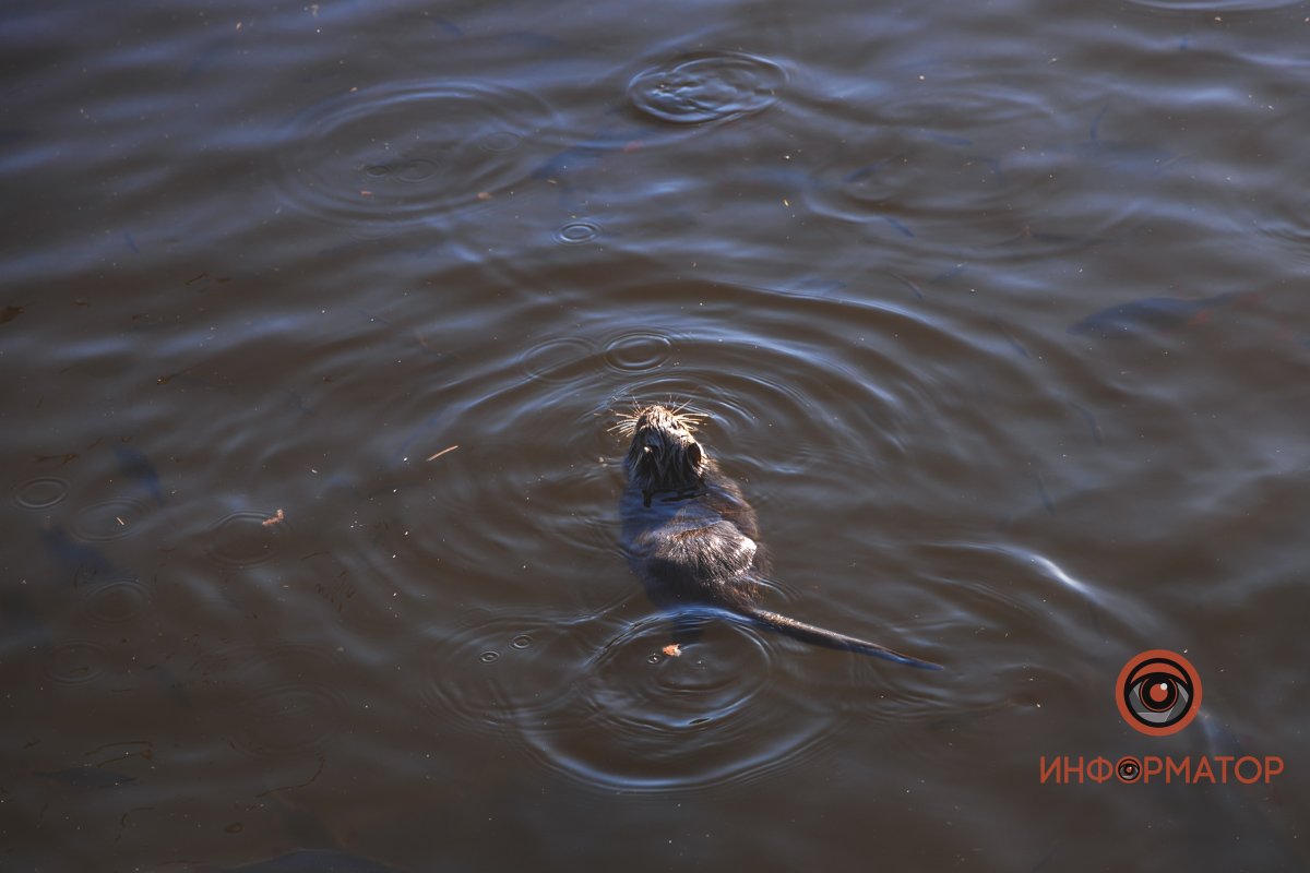 В воде и на земле: как проходит солнечный день в месте, где обитают животные 45