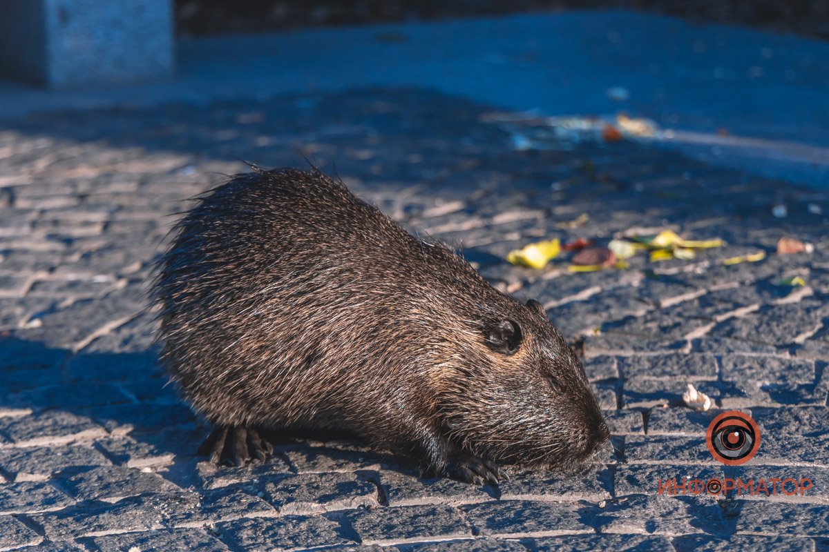 В воде и на земле: как проходит солнечный день в месте, где обитают животные 46