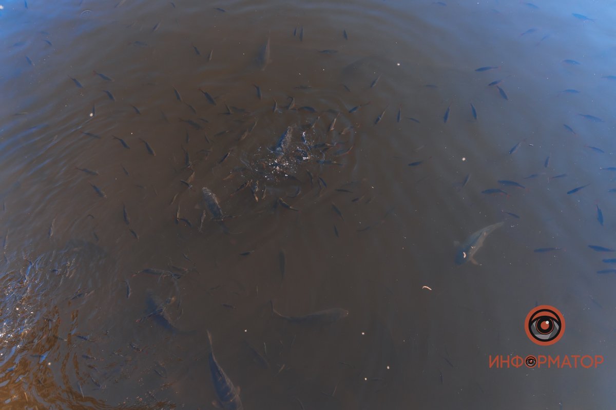 В воде и на земле: как проходит солнечный день в месте, где обитают животные 47