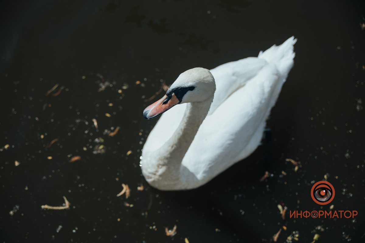 В воде и на земле: как проходит солнечный день в месте, где обитают животные 48