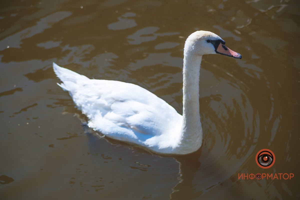 В воде и на земле: как проходит солнечный день в месте, где обитают животные 49