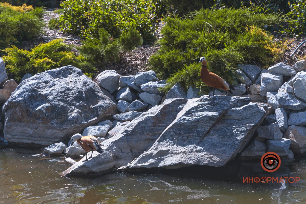 В воде и на земле: как проходит солнечный день в месте, где обитают животные 50