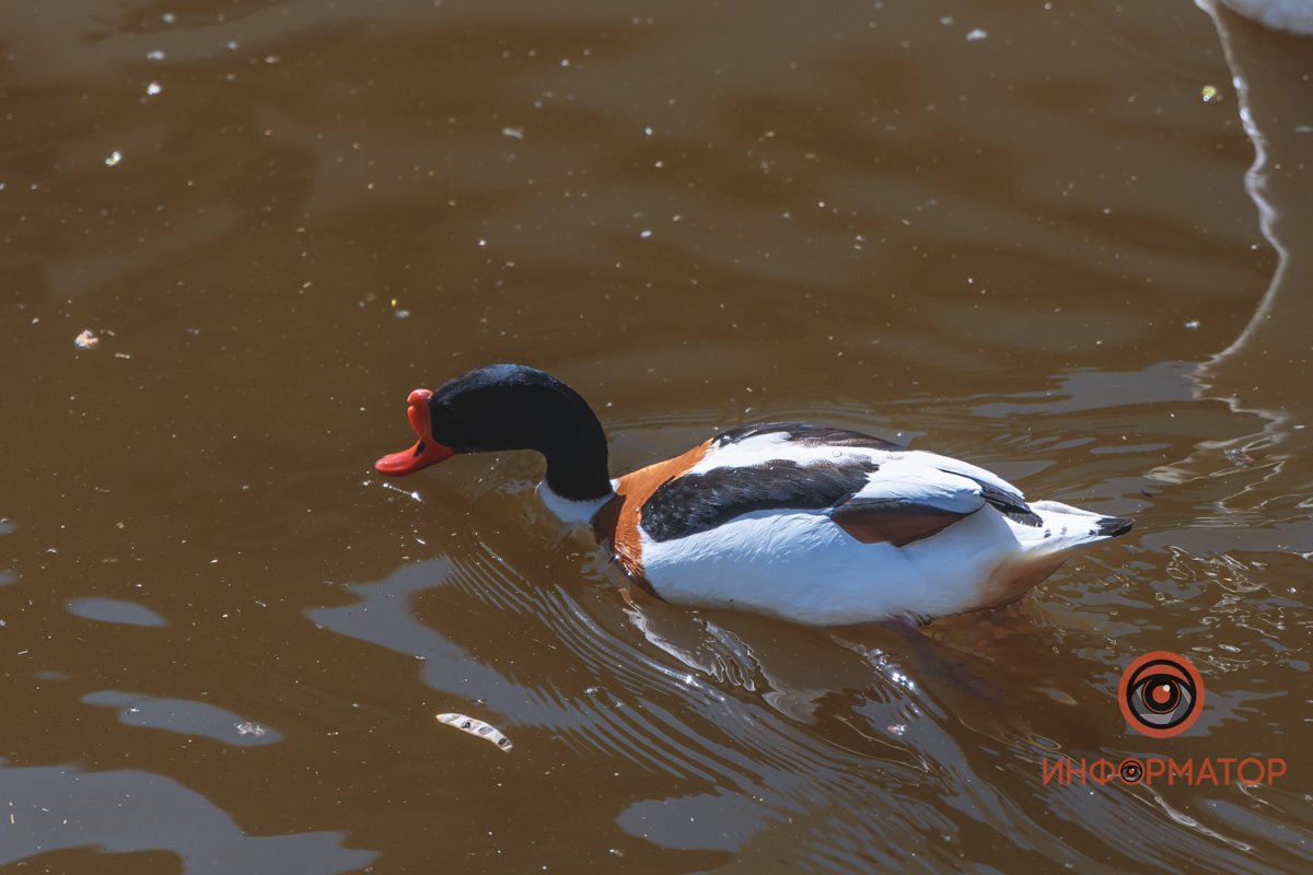 В воде и на земле: как проходит солнечный день в месте, где обитают животные 51