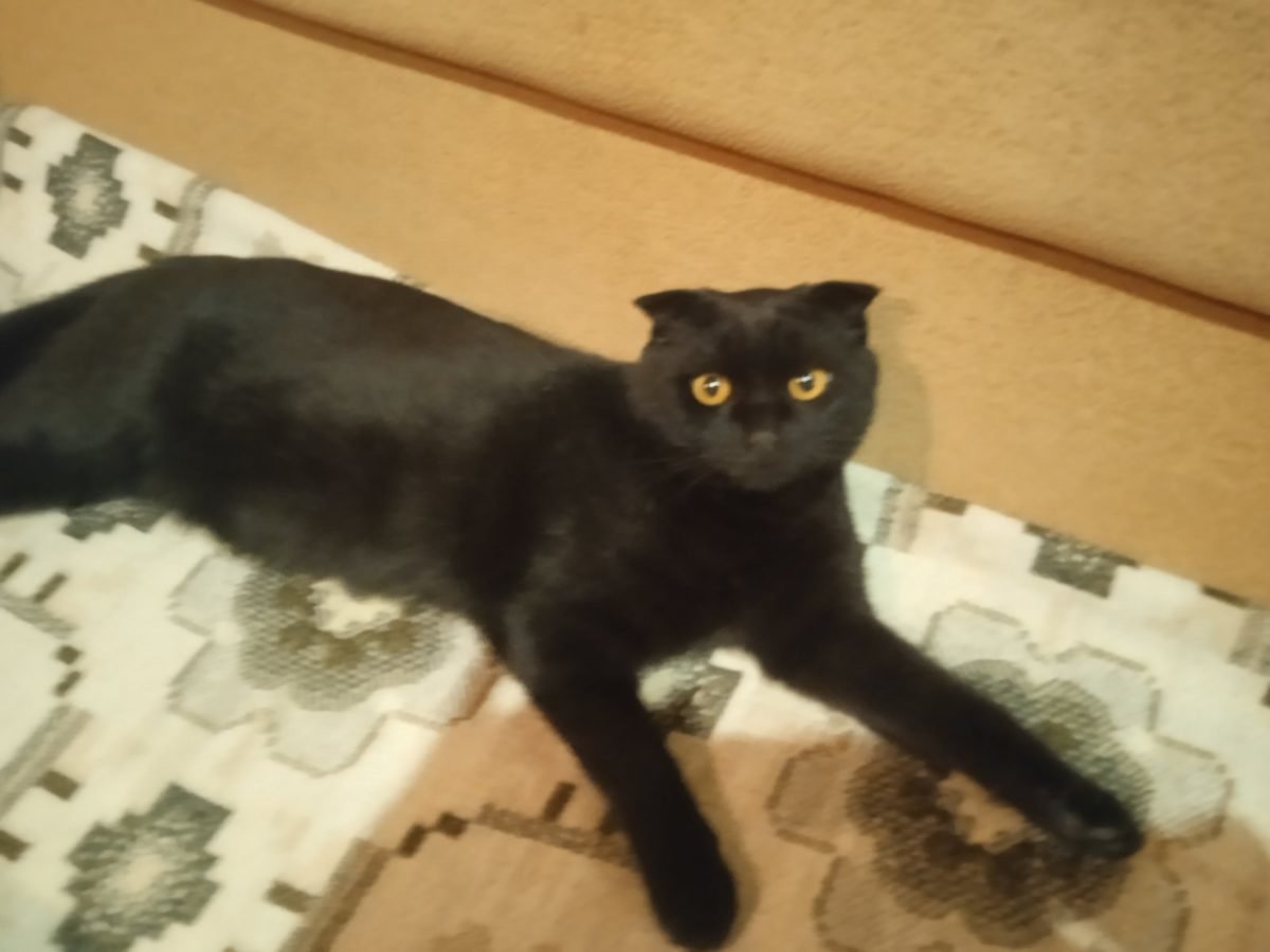 В Днепре пропало много животных: помогите найти 1