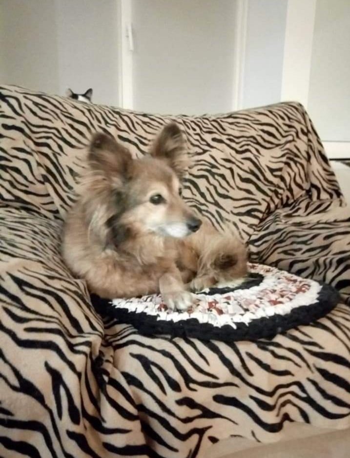 В Днепре пропало много животных: помогите найти 2