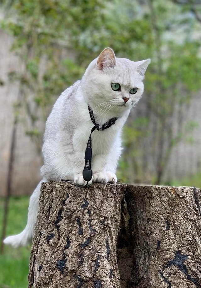 В Днепре пропало много животных: помогите найти 3