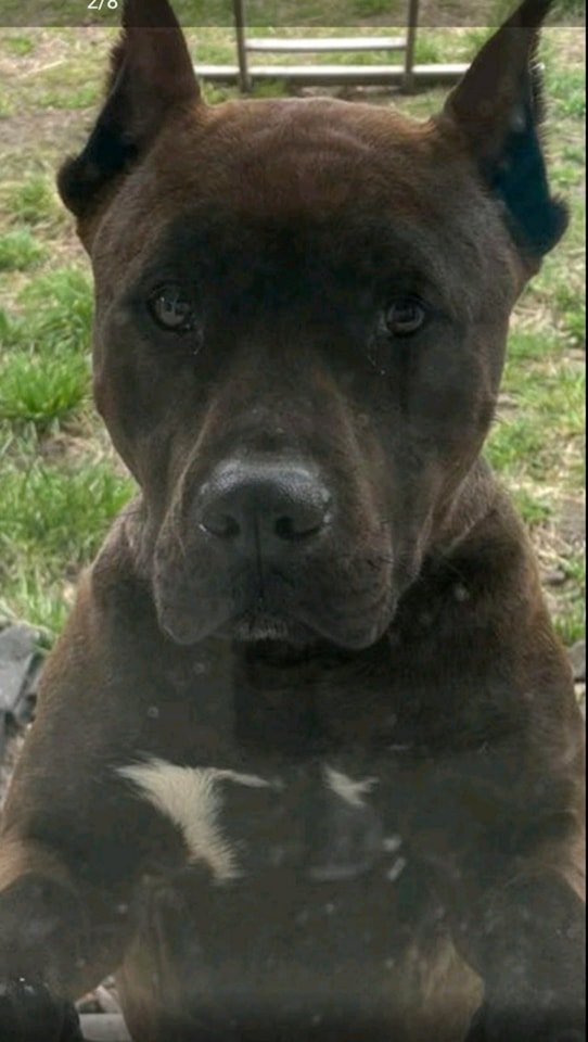 В Днепре пропало много животных: помогите найти 4