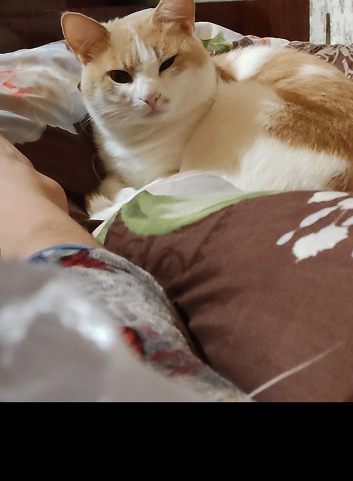 В Днепре пропало много животных: помогите найти 5