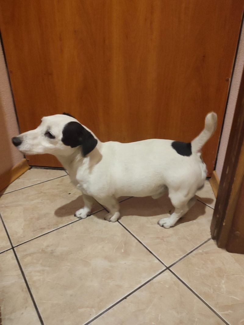 В Днепре пропало много животных: помогите найти 6