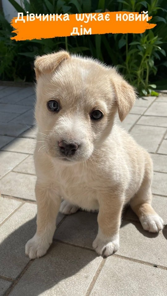 В Днепре пропало много животных: помогите найти 7