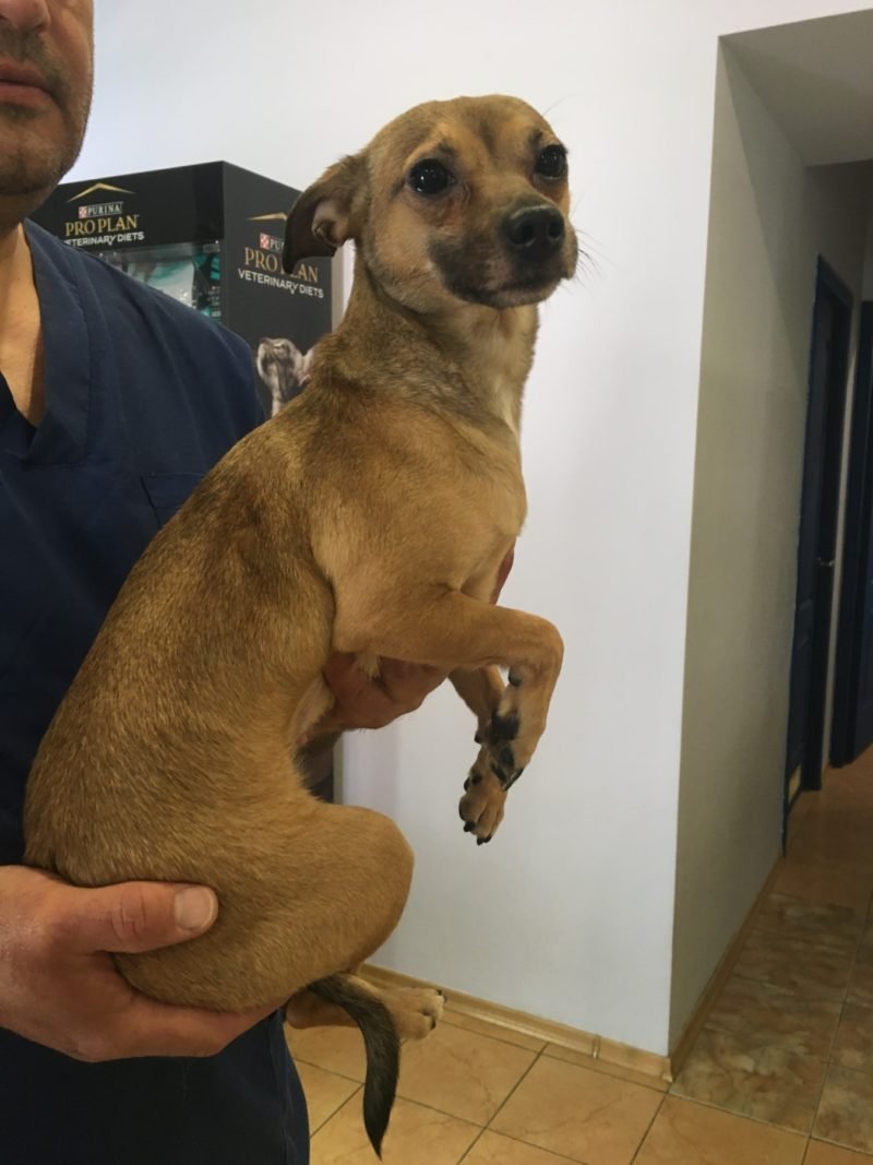 В Днепре пропало много животных: помогите найти 8