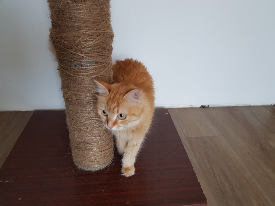 В Днепре пропало много животных: помогите найти 9