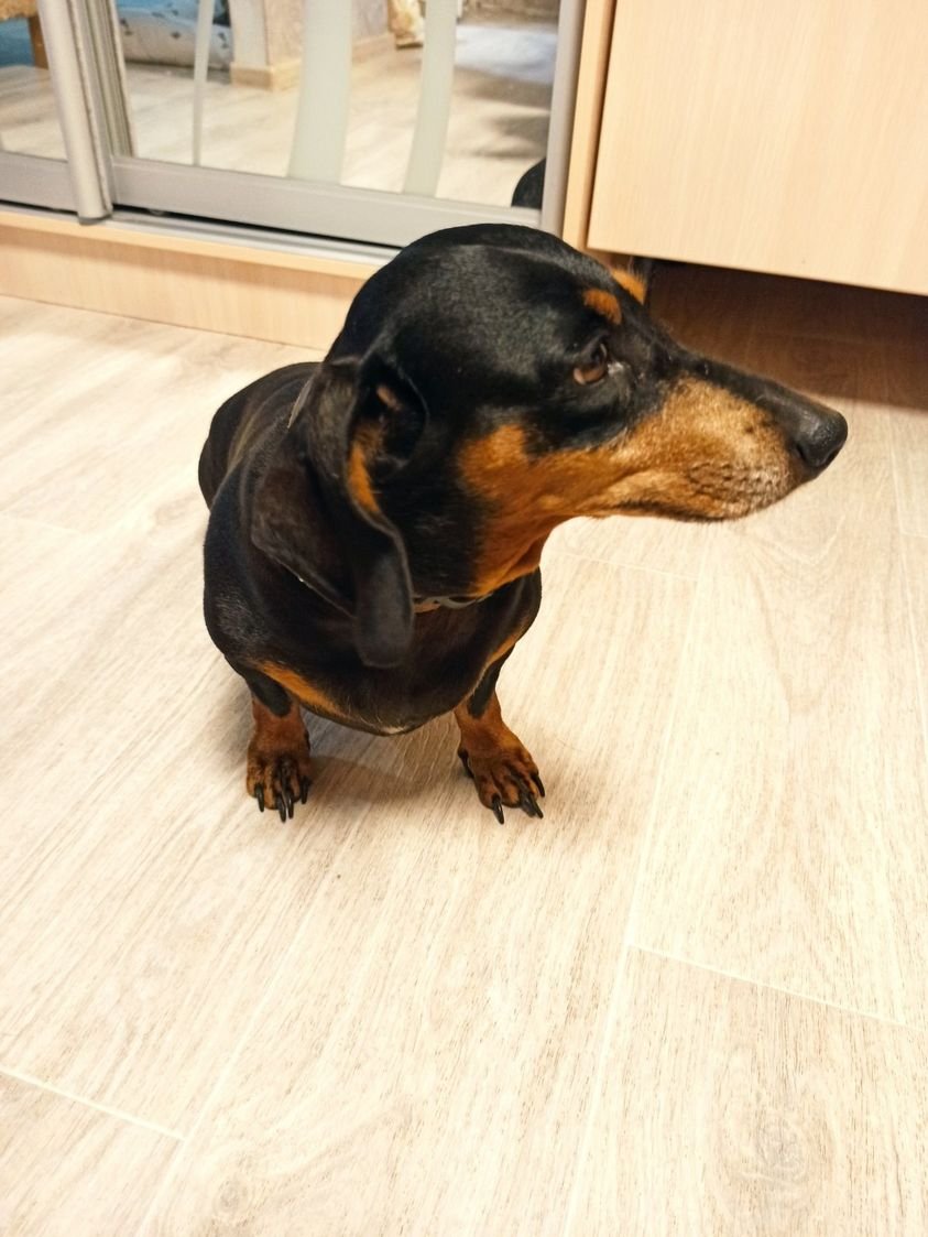 В Днепре пропало много животных: помогите найти 10