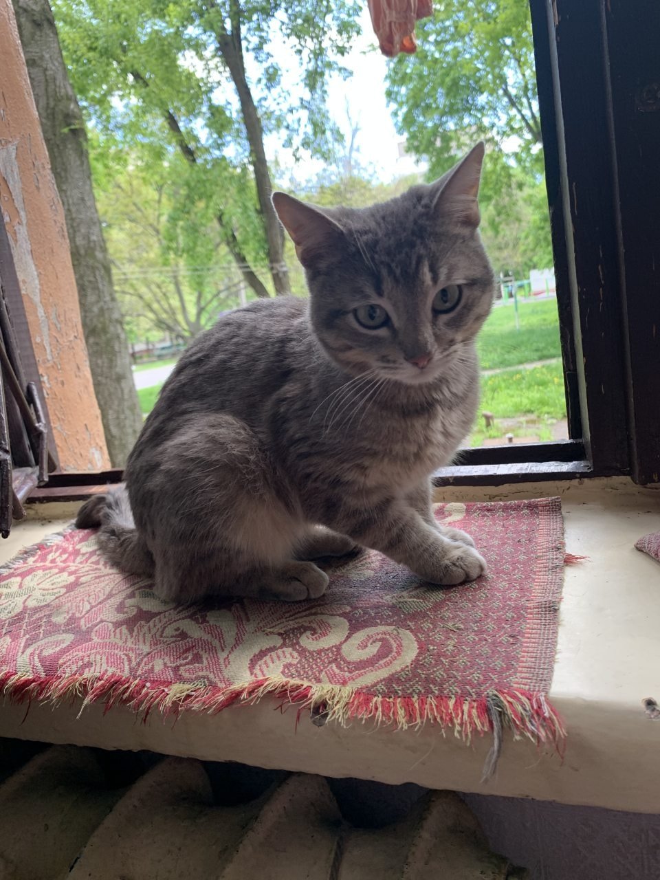 В Днепре пропало много животных: помогите найти 11