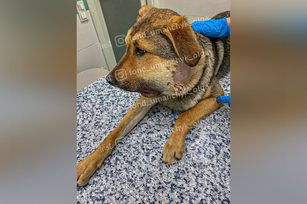 Серенький Серенький