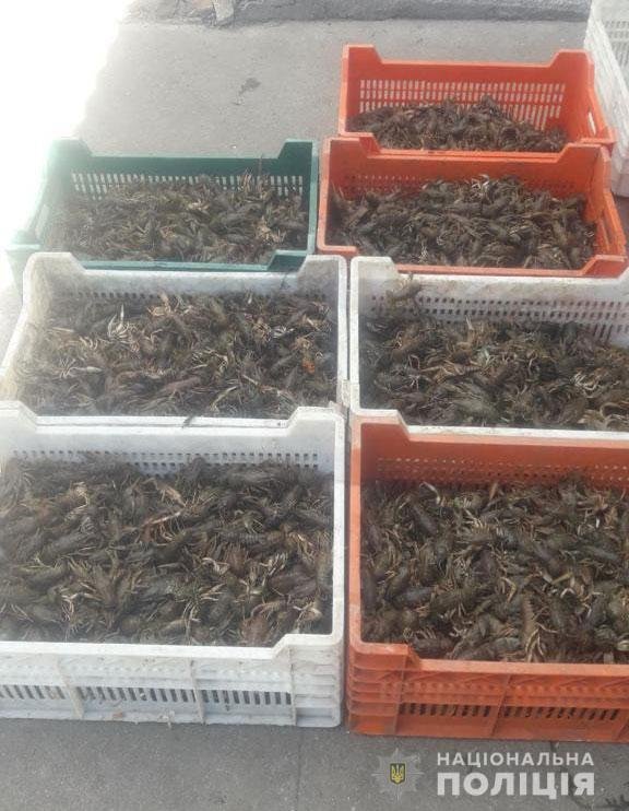 В Днепропетровской области изъяли 80 килограммов раков 1