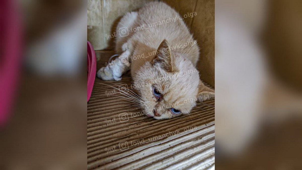 Животное страдает от болей